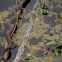 Blotched Water Snake