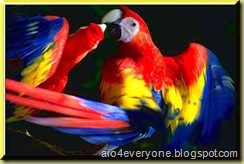 parrot5