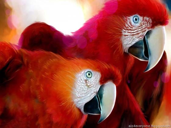 [parrot7[2].jpg]