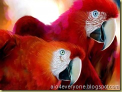 parrot7