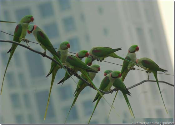 [parrot2[2].jpg]
