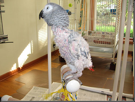african grey parrot petsmart