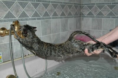 [mandi kucing[3].jpg]