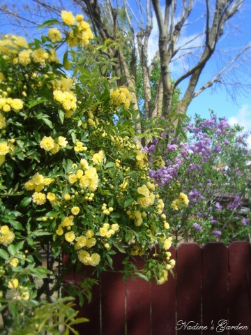 [mom's garden 024[13].jpg]