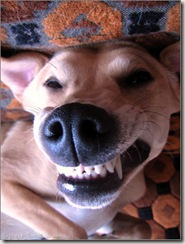 Smiling_dog