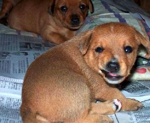 [SmilingDog1[2].jpg]