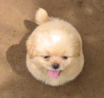 [smiling-puppy-718632[2].jpg]