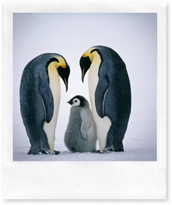 OSTID-00001105-001-FB~Emperor-Penguins-Family-Antarctica-Posters