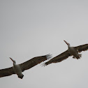 Spot Billed Pelican