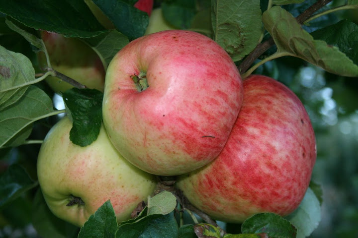 Apple Day 2011 | Come and visit Stow Hall Gardens for its Bi-Annual Apple Day | Stow Hall Gardens, Downham Market, West Norfolk, England, UK