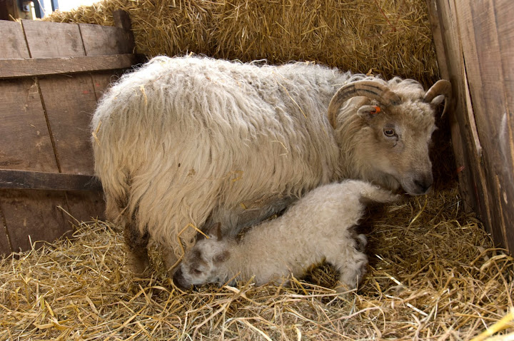 Lambing Season | Lambing season  - Our maternity ward will be open and ready to receive lots of lovely lambs | Church Farm, Downham Market, West Norfolk, England, UK