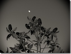 Yo quería fotografiar el magnolio pero la luna vino muy deprisa y ...Lástima que no tenía trípode.