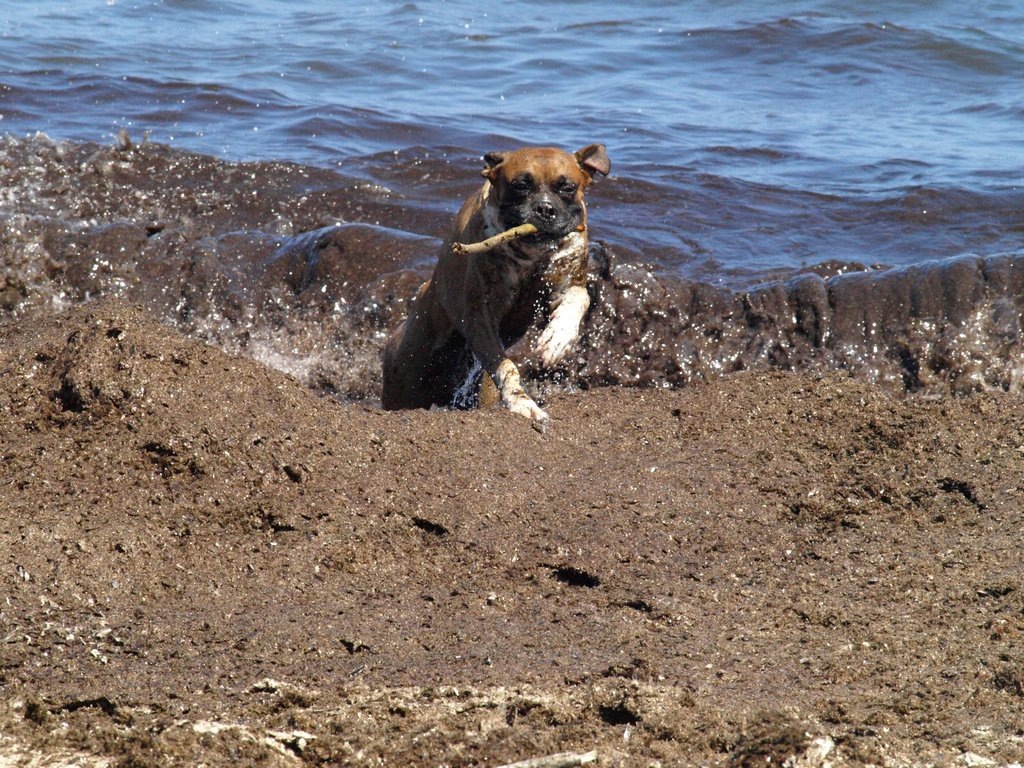[Lican y Laika00003[3].jpg]