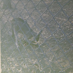  kangaroo