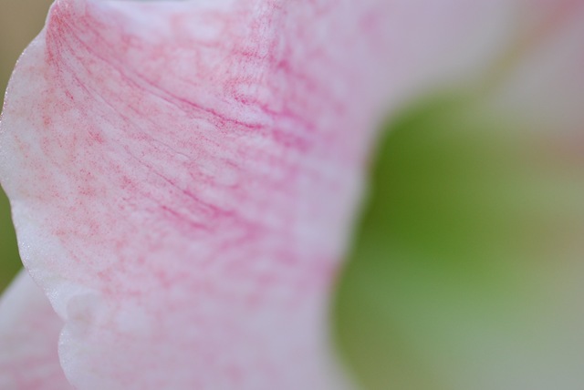 [Amaryllis Apple Blossom petal macro[2].jpg]