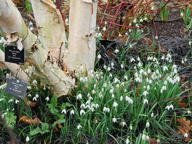 [Kew snowdrops and silver birch[2].jpg]