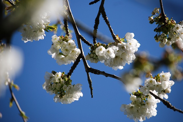 [White blossom and blue sky[3].jpg]
