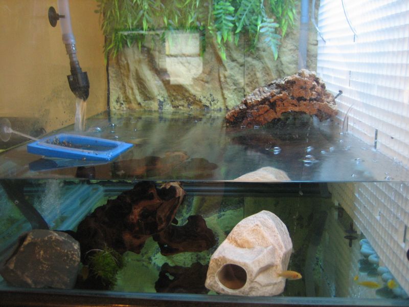 turtle tank