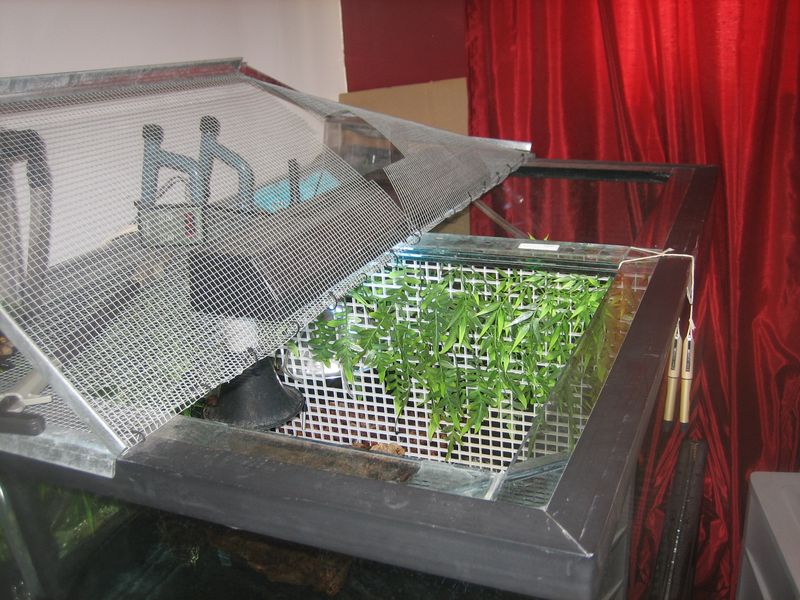 turtle tank screen top