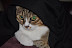 Impersonating Yoda