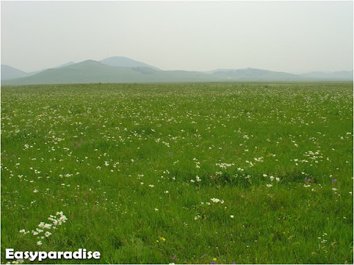 african grassland plants and trees grassland