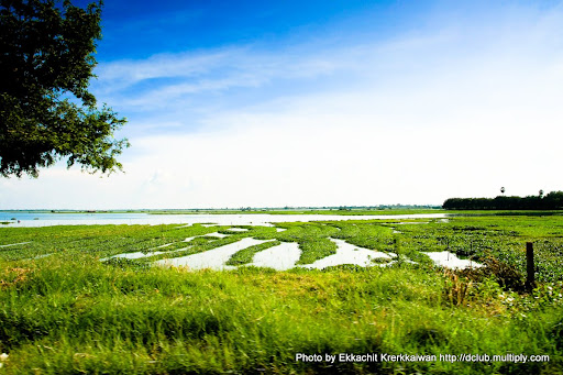 killing lawn wasps killing lawn wasps