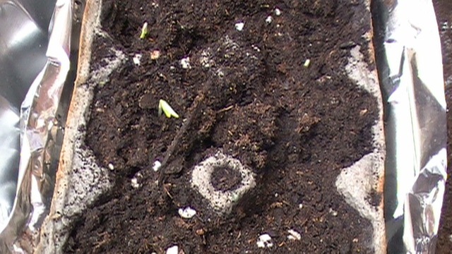[Seedlings March 31 2011[4].jpg]