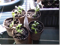 Replanted Cantaloupe April 7_1