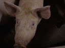 Matanza del cerdo