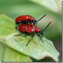 two on leaf