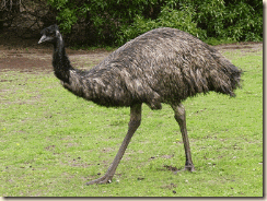 emu1