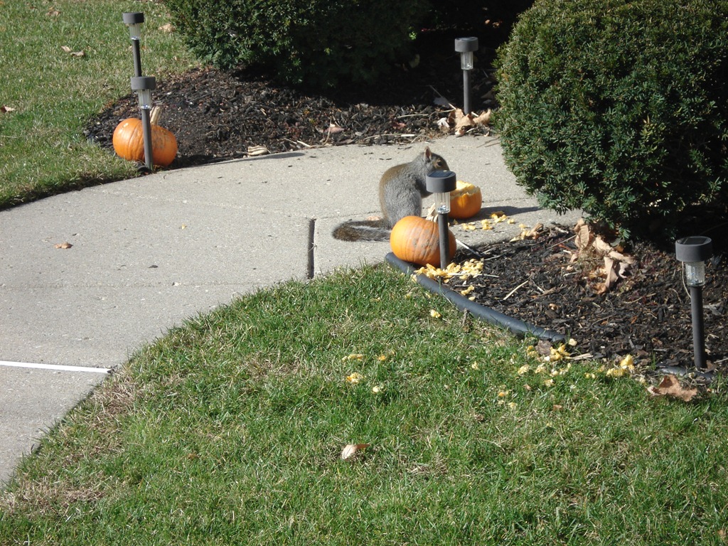 [squirrel eating pumpkin5[3].jpg]