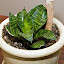 Birds Nest Snake Plant