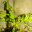Java Fern