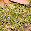 Moss-flatish