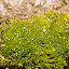 Moss-green