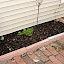 tash's Patio garden