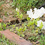 Azalea