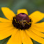 Black eyed susan