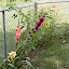 tash's Backyard-Fence garden