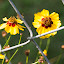 wildflower mix