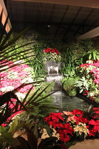 poinsettia tree display