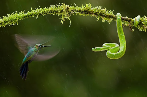 And here's a hummingbird confronting a green pit viper, photographed by 
