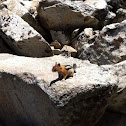Golden-mantled Ground Squirrel