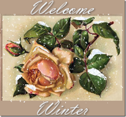 welcomewinterrose