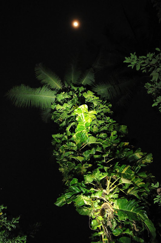Dragon Tail Vine (Epipremnum pinnatum)
