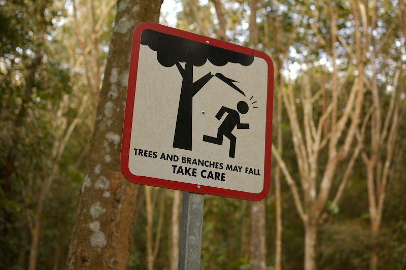 Warning! Falling branches.