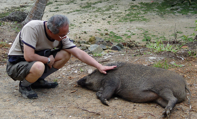 Priscilla the wild boar