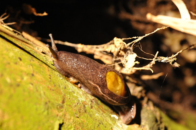 slug