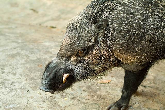 Jack the wild boar